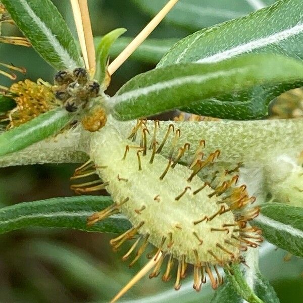 Xanthium spinosum Fruit