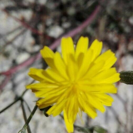 Launaea nudicaulis Blüte