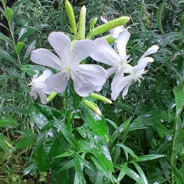 Saponaria officinalis Flower