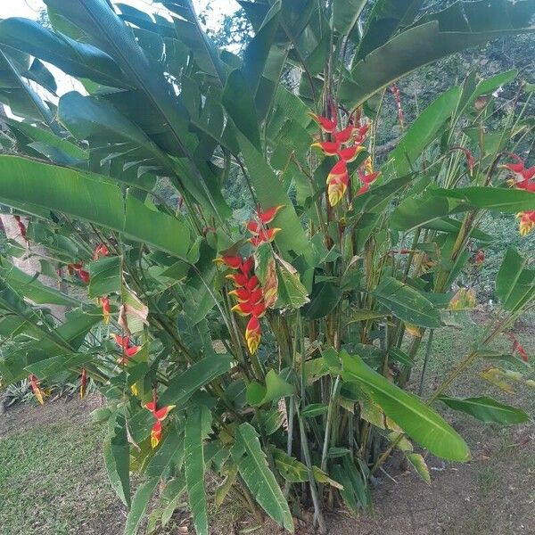 Heliconia rostrata عادت داشتن