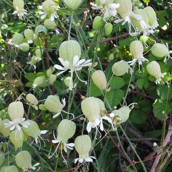 Silene vulgaris Flower