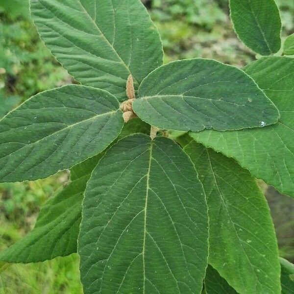 Viburnum buddleifolium 叶