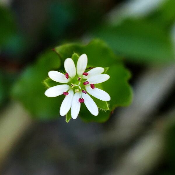 Stellaria media Blüte