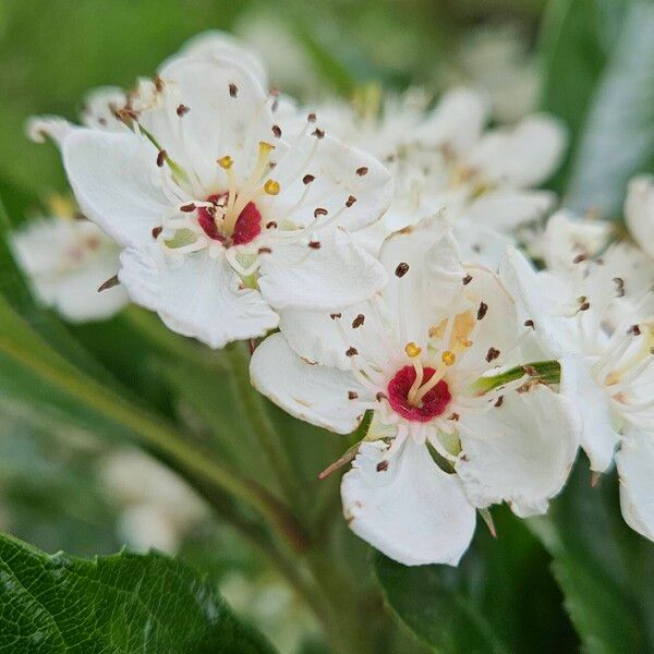 Crataegus crus-galli Õis