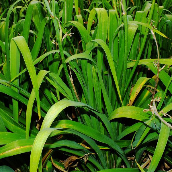 Hemerocallis lilioasphodelus Blad