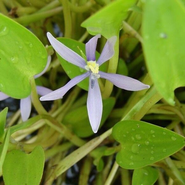 Heteranthera limosa Flors