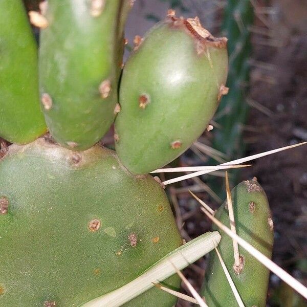 Opuntia elata Folha