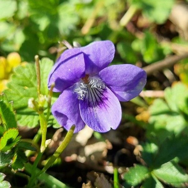 Viola riviniana Flower