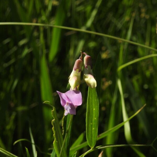 Lathyrus palustris ফুল