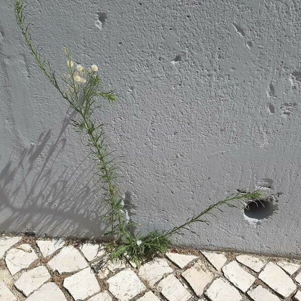 Erigeron bonariensis Habitus