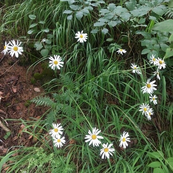 Tanacetum corymbosum Flower