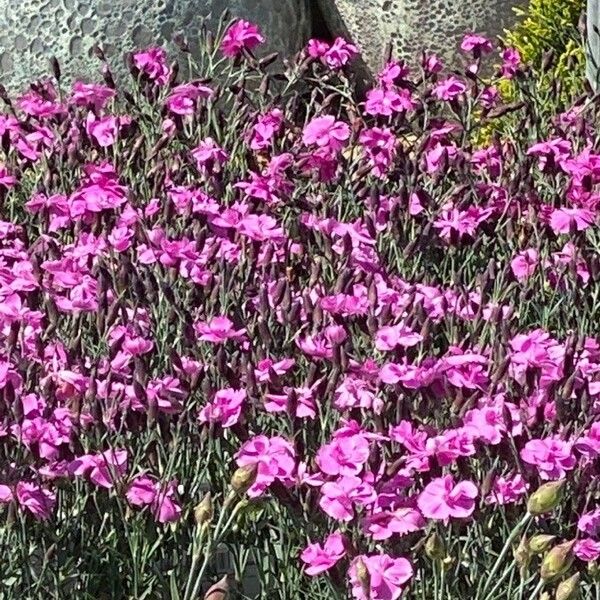 Dianthus gratianopolitanus Çiçek