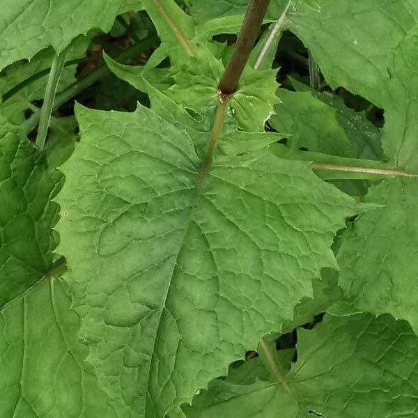 Lactuca alpina Levél