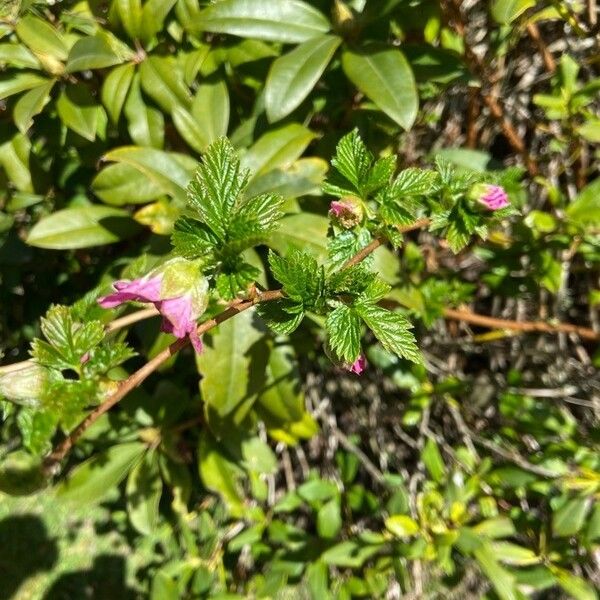 Rubus spectabilis Blad