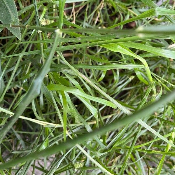 Cenchrus echinatus Leaf