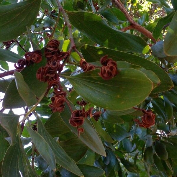 Acacia mangium Folha