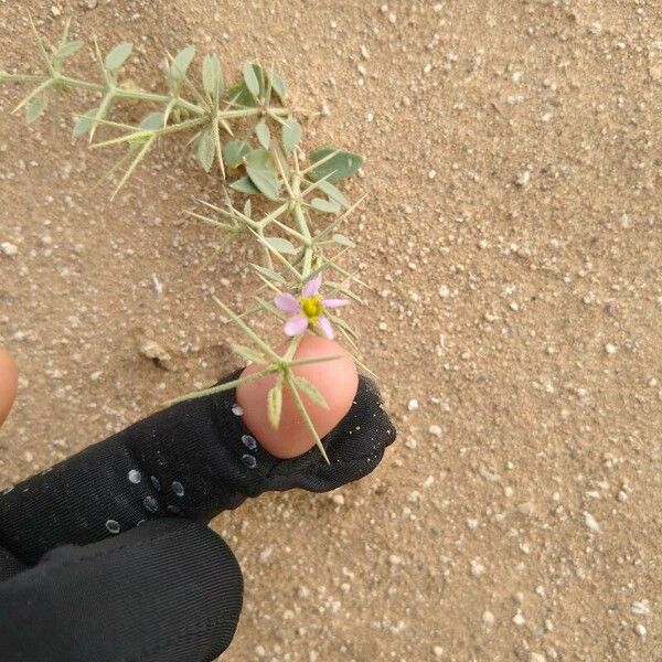Fagonia arabica Kvet