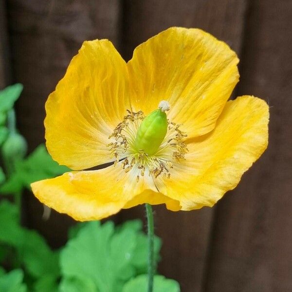 Papaver cambricum Blüte