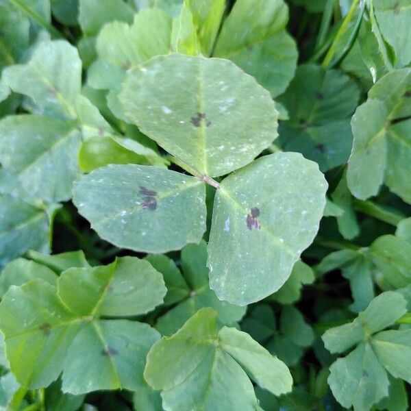 Medicago arabica برگ