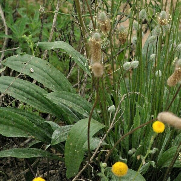 Plantago lagopus Fulla