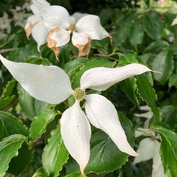 Cornus kousa Цвят