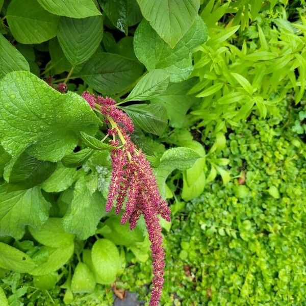 Amaranthus caudatus Blomst