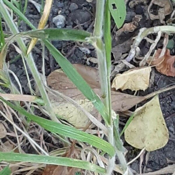 Bromus hordeaceus برگ