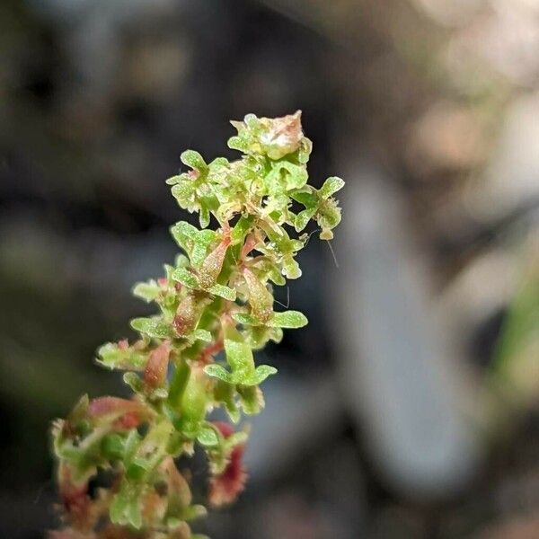 Rumex bucephalophorus Flower