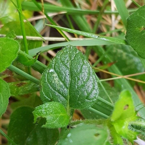 Clinopodium vulgare Lehti