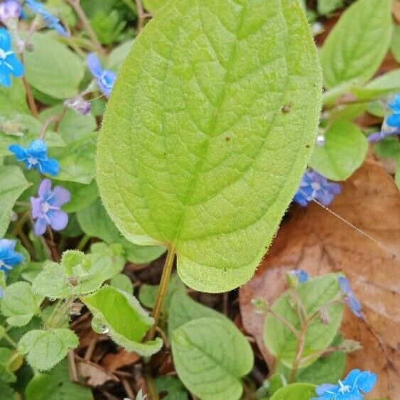 Omphalodes verna Leaf