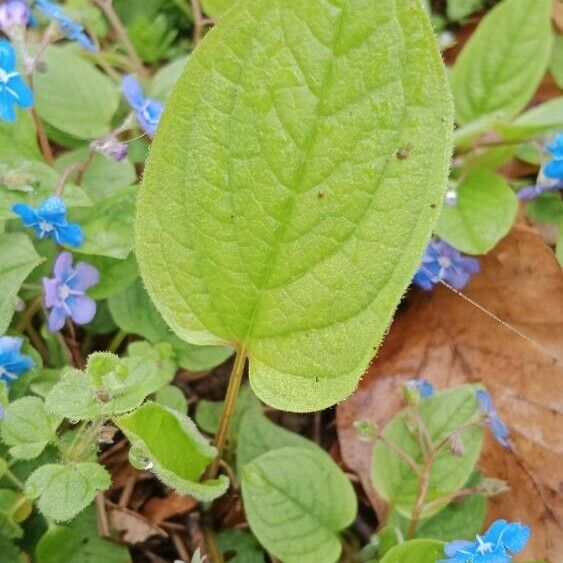 Omphalodes verna পাতা