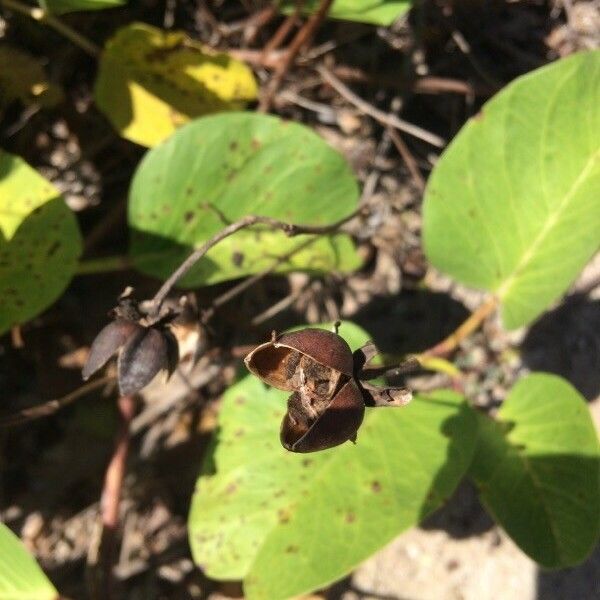 Ipomoea pes-caprae फल