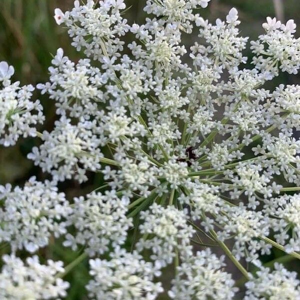 Ammi majus Květ