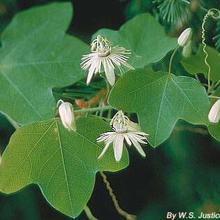 Passiflora lutea Flors