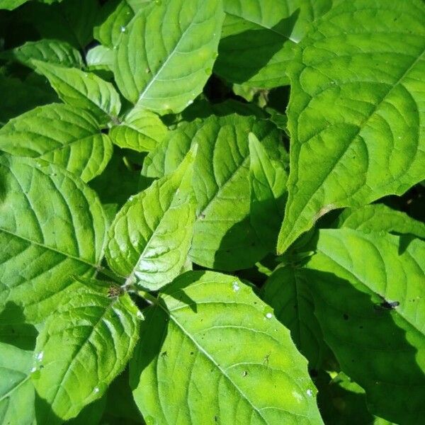 Circaea lutetiana Leaf