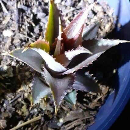 Dyckia marnier-lapostollei Листок