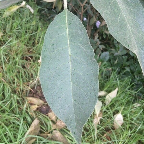 Solanum mauritianum List