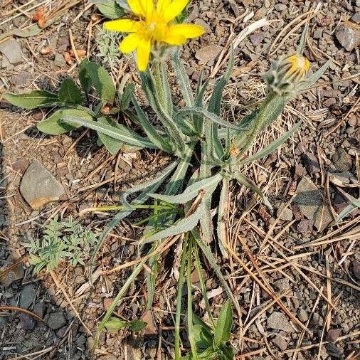 Agoseris glauca Leaf