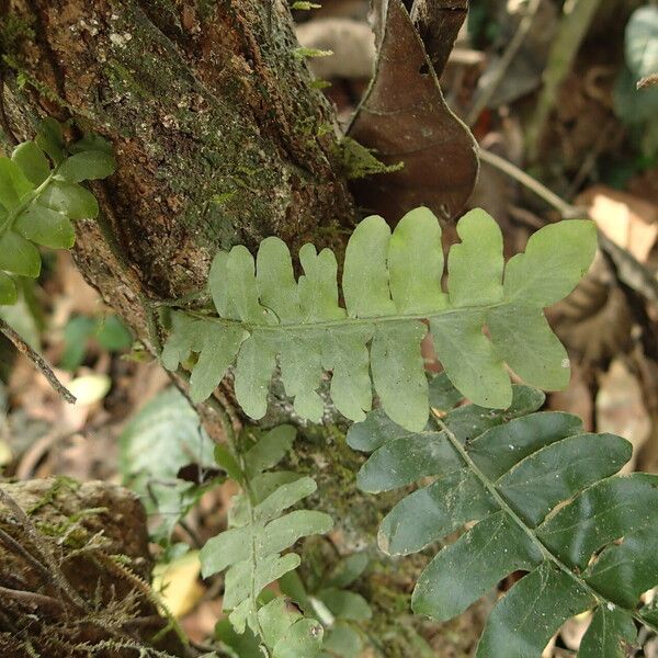 Arthropteris palisotii Blatt