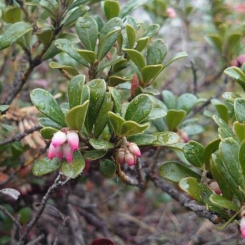 Arctostaphylos uva-ursi পাতা