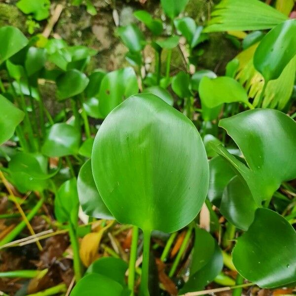 Pontederia crassipes 葉