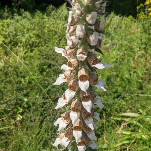 Digitalis lanata Λουλούδι