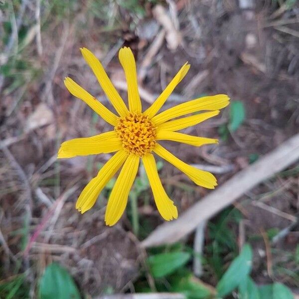 Arnica montana Blomma