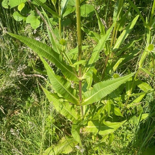 Dipsacus fullonum Foglia