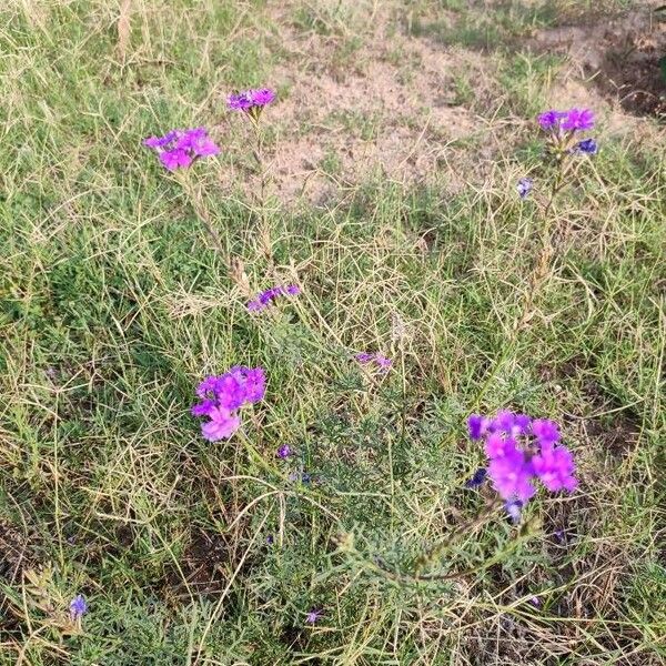 Verbena bipinnatifida Flower