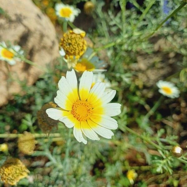 Glebionis coronaria Květ