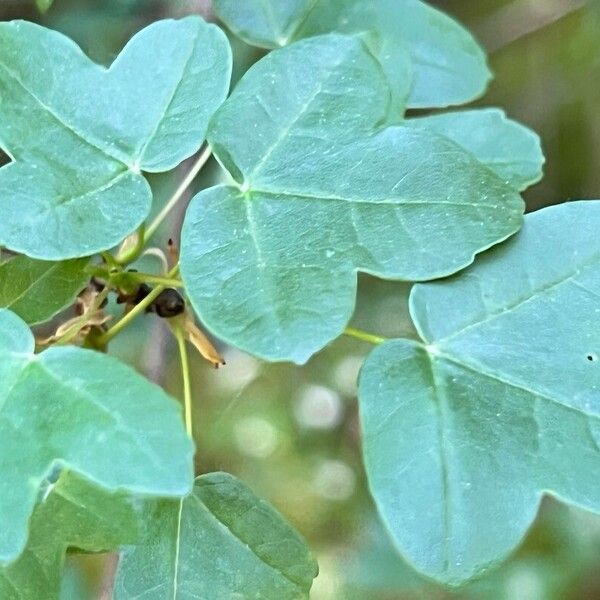 Acer × bornmuelleri Frunză