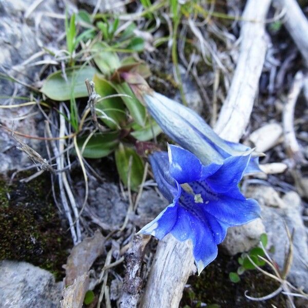 Gentiana clusii Habitus