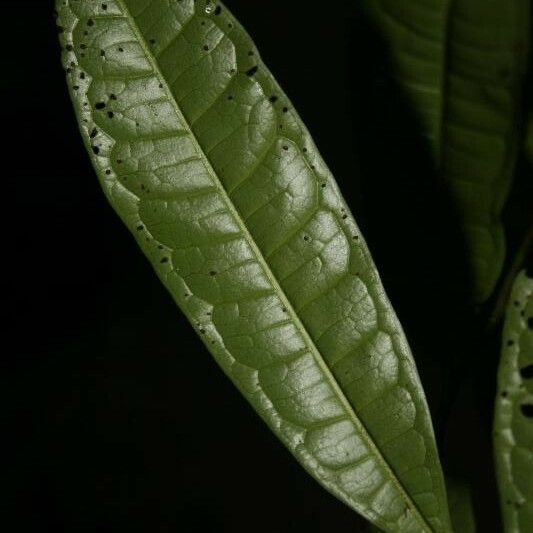 Vantanea parviflora 葉