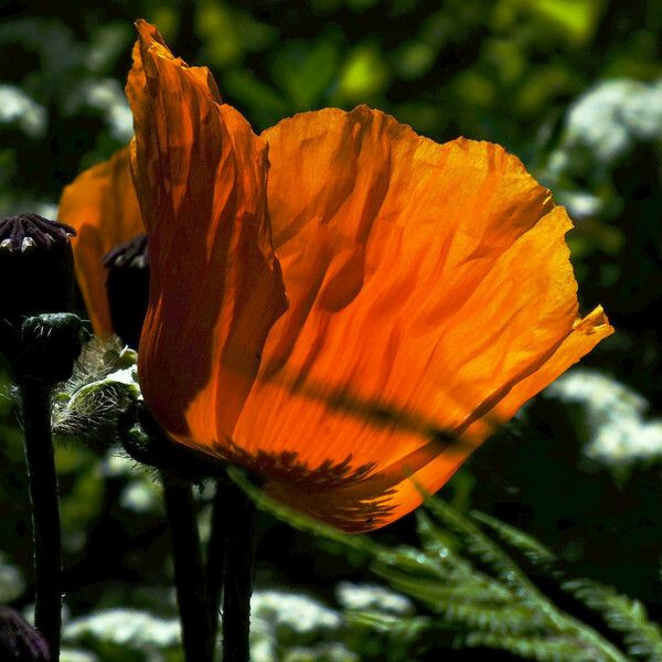 Papaver apulum Flower